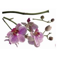 Dekosticker Orchidee - Pink/Weiß, Natur, Kunststoff (100/70cm) - Komar