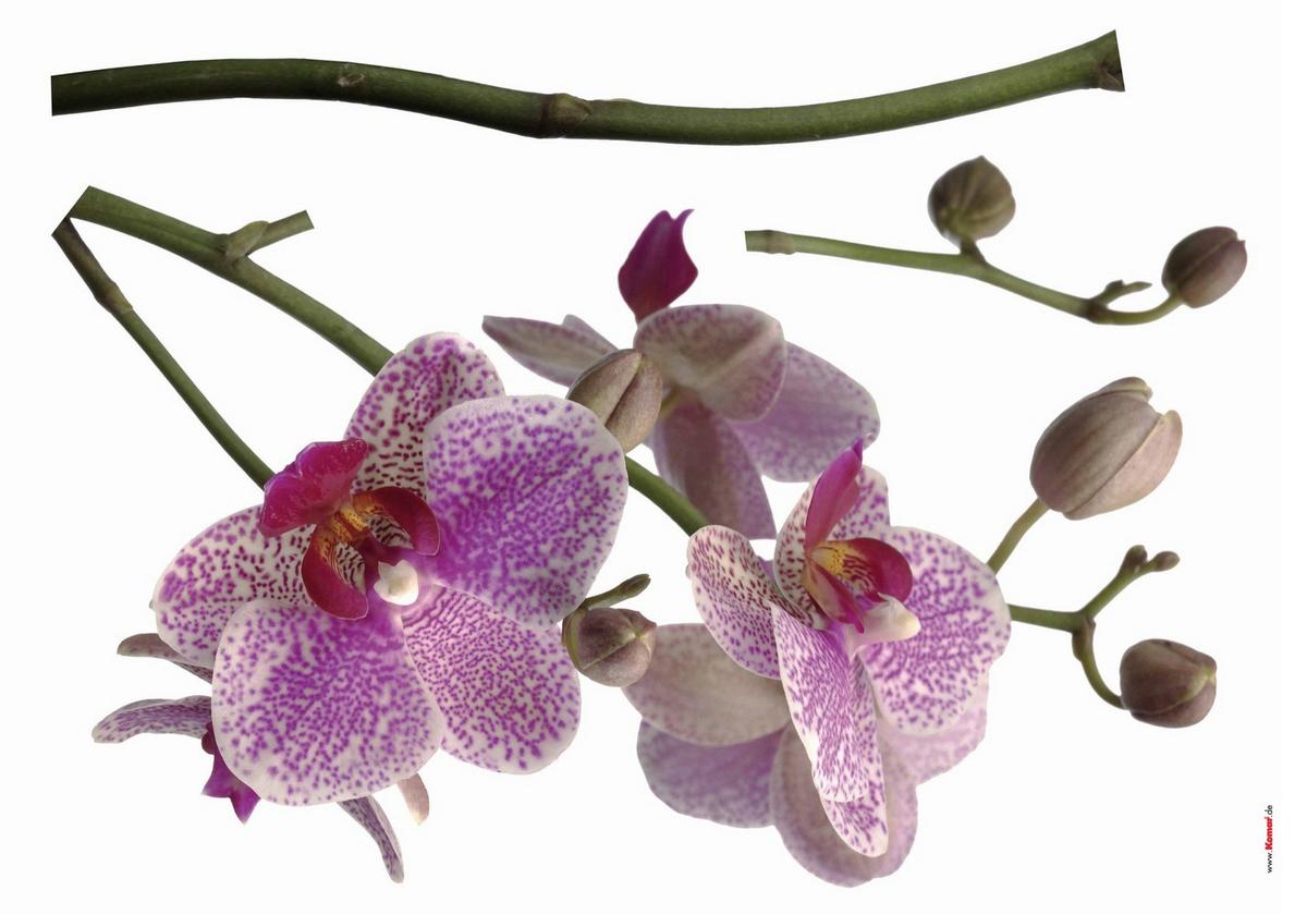 Dekosticker Orchidee - Pink/Weiß, Natur, Kunststoff (100/70cm) - Komar