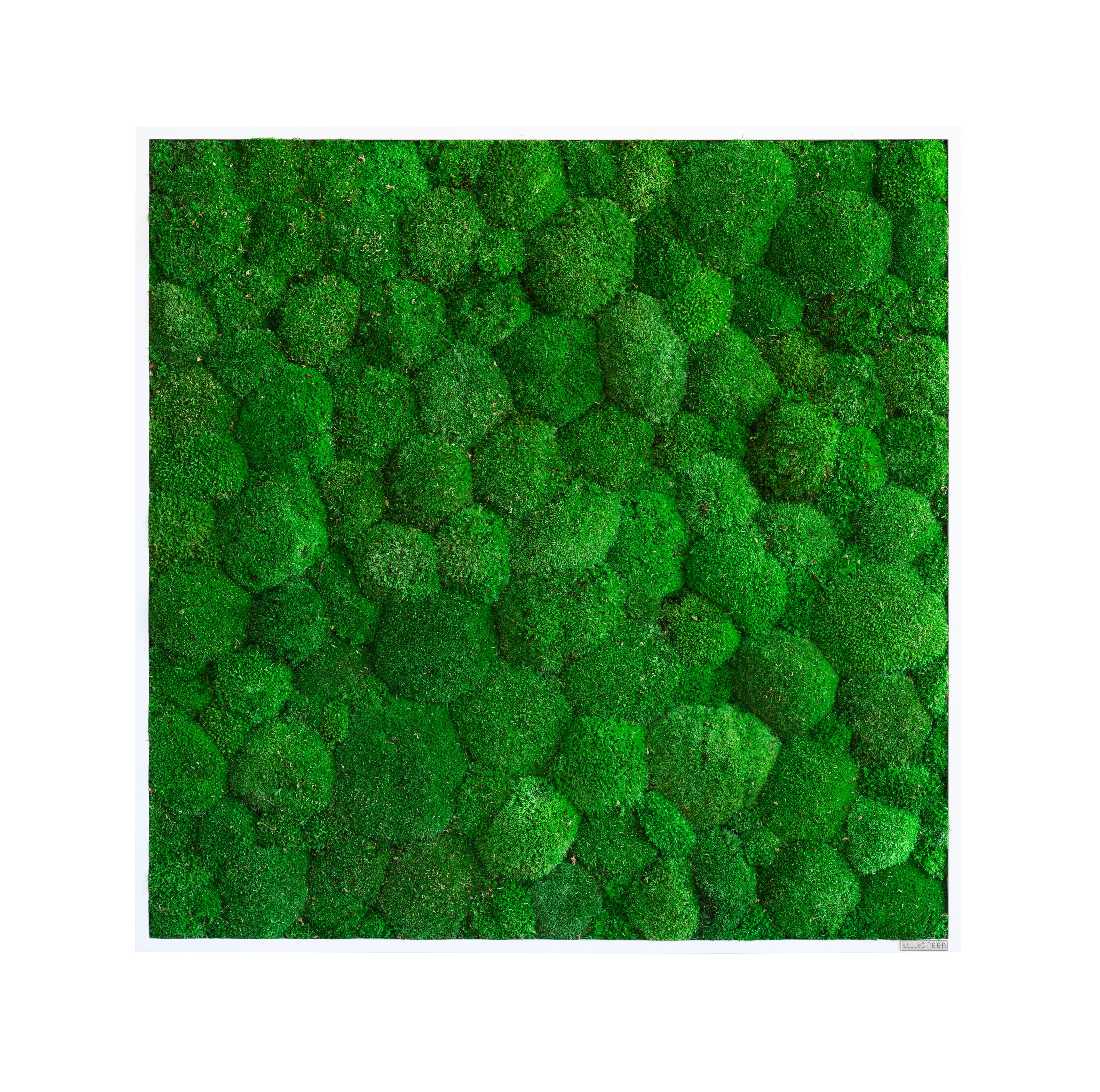 Moosbild Grün B: 80 cm - Weiß/Grün, Basics, Naturmaterialien/Holz (80/80/7cm)