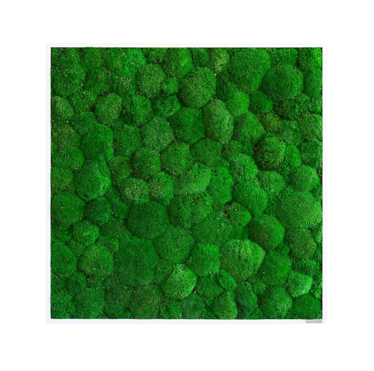 Moosbild Grün B: 80 cm - Weiß/Grün, Basics, Naturmaterialien/Holz (80/80/7cm)