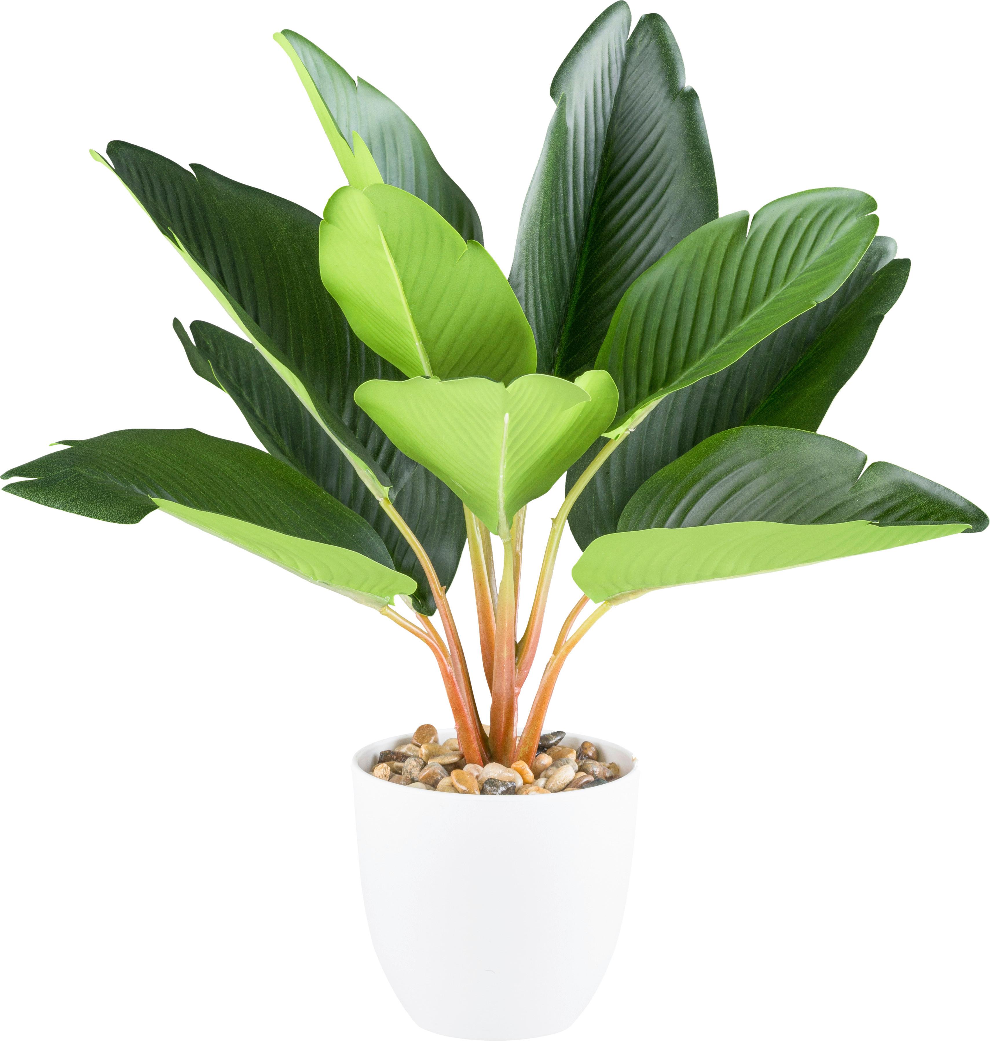 Kunstpflanze Strelitzie H: 36 cm - Weiß/Braun, Design, Kunststoff (36cm)