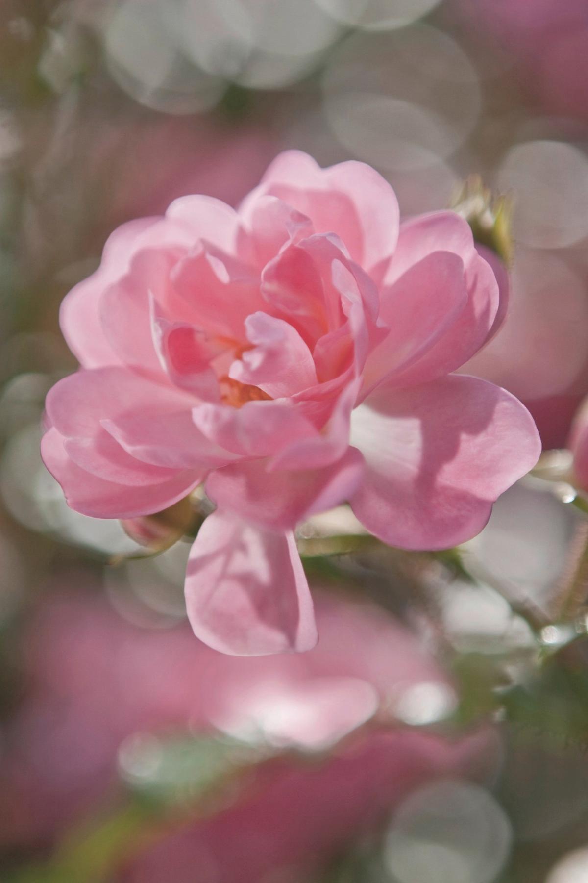 Fototapete 4-713 - Rosa, Natur, Papier (184/254cm) - Komar