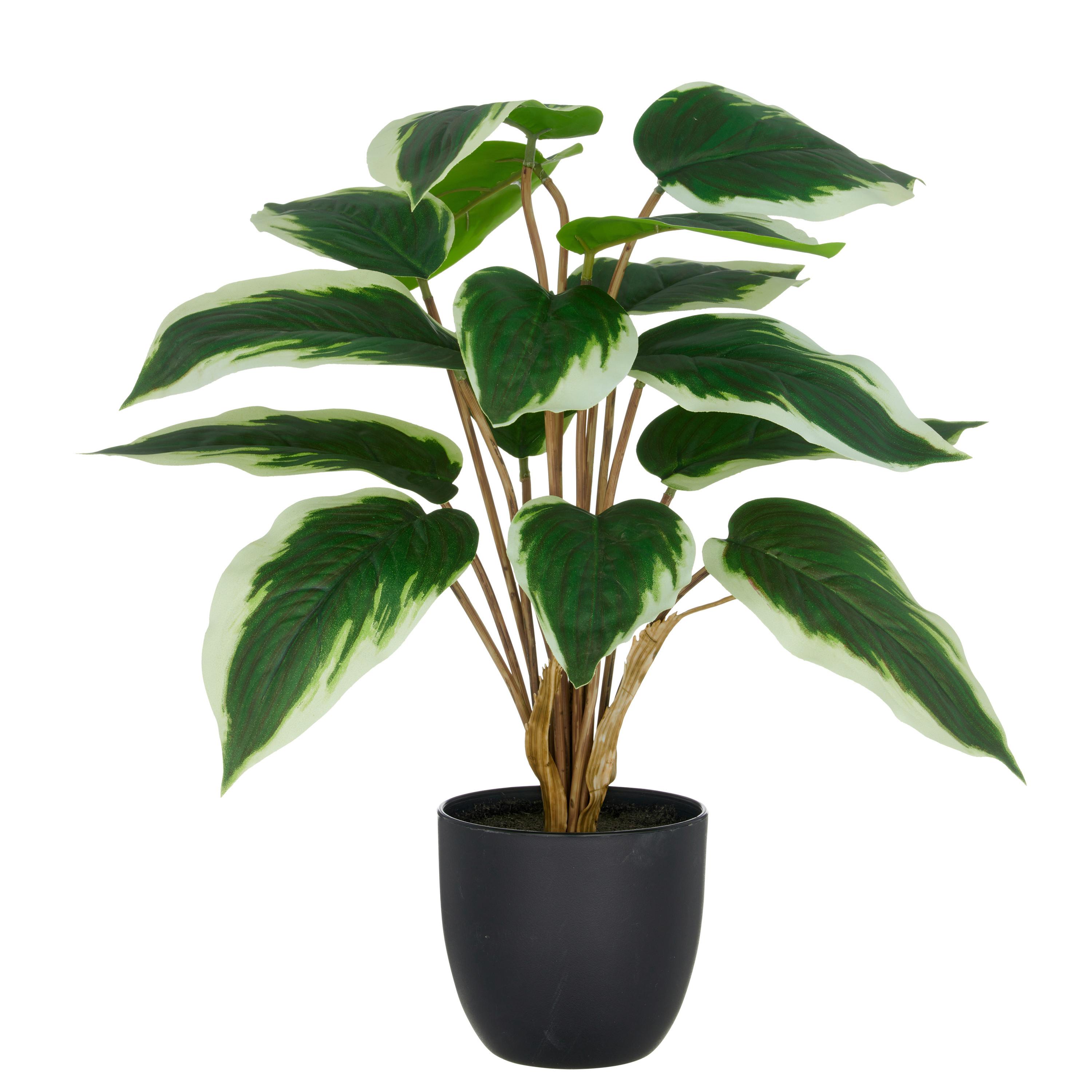 Kunstpflanze Hosta, H: 45 cm Kunststoff, Grün/Weiß - Schwarz/Weiß, Basics, Kunststoff (45cm) - P & B