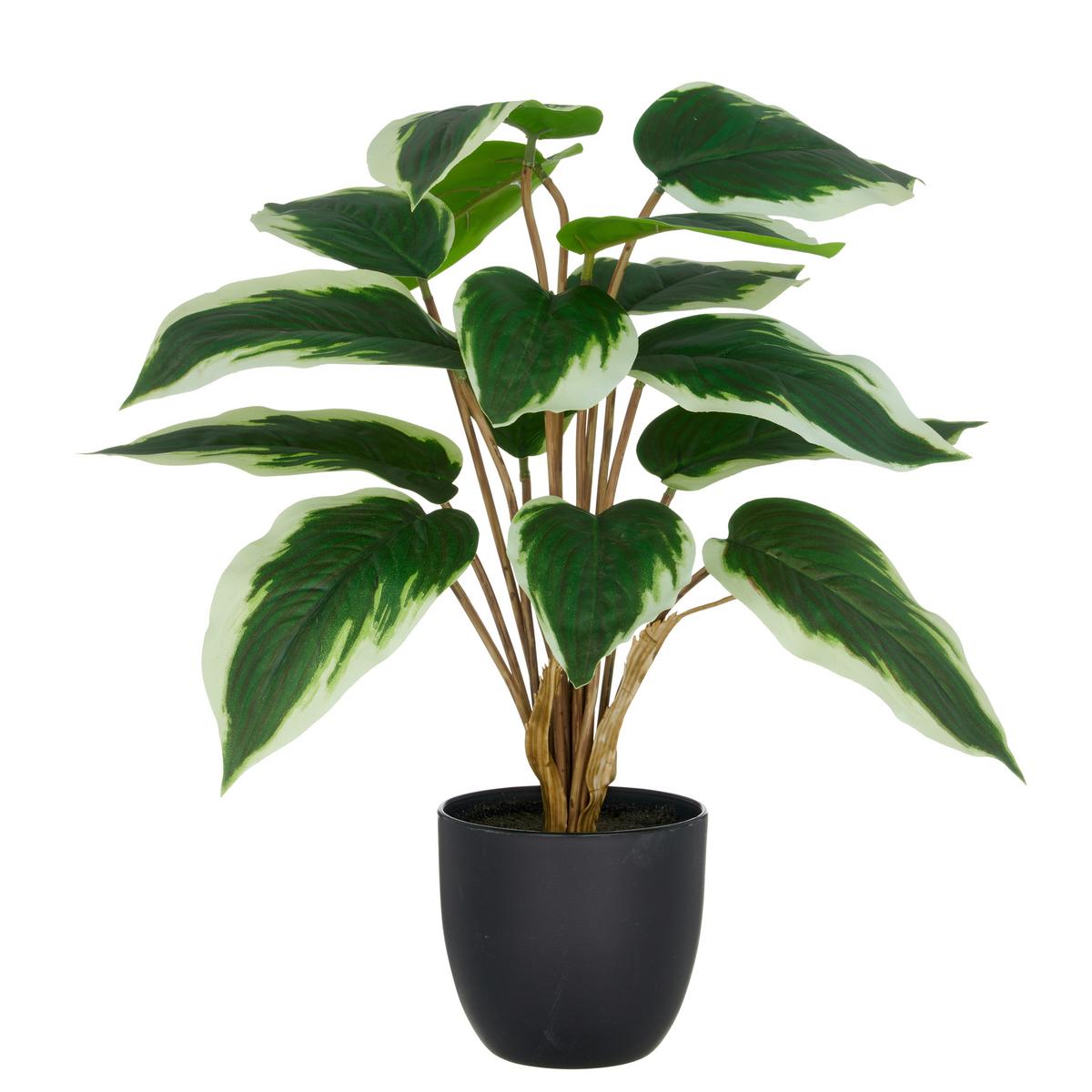 Kunstpflanze Hosta, H: 45 cm Kunststoff, Grün/Weiß - Schwarz/Weiß, Basics, Kunststoff (45cm) - P & B