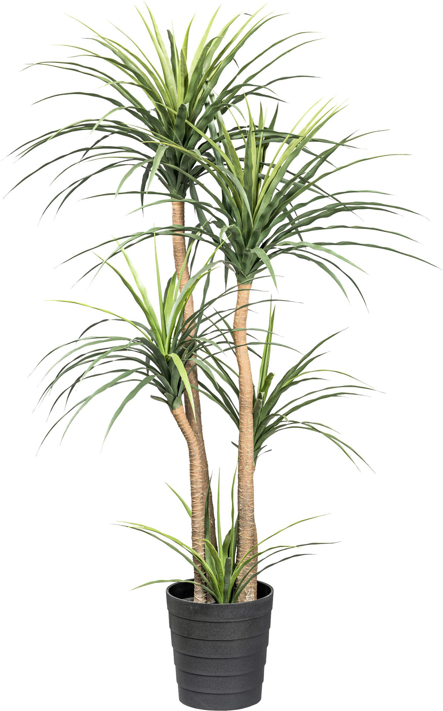 Kunstpflanze Drachenbaum H: 160 Cm - Schwarz/Naturfarben, Design, Kunststoff (160cm) - P & B