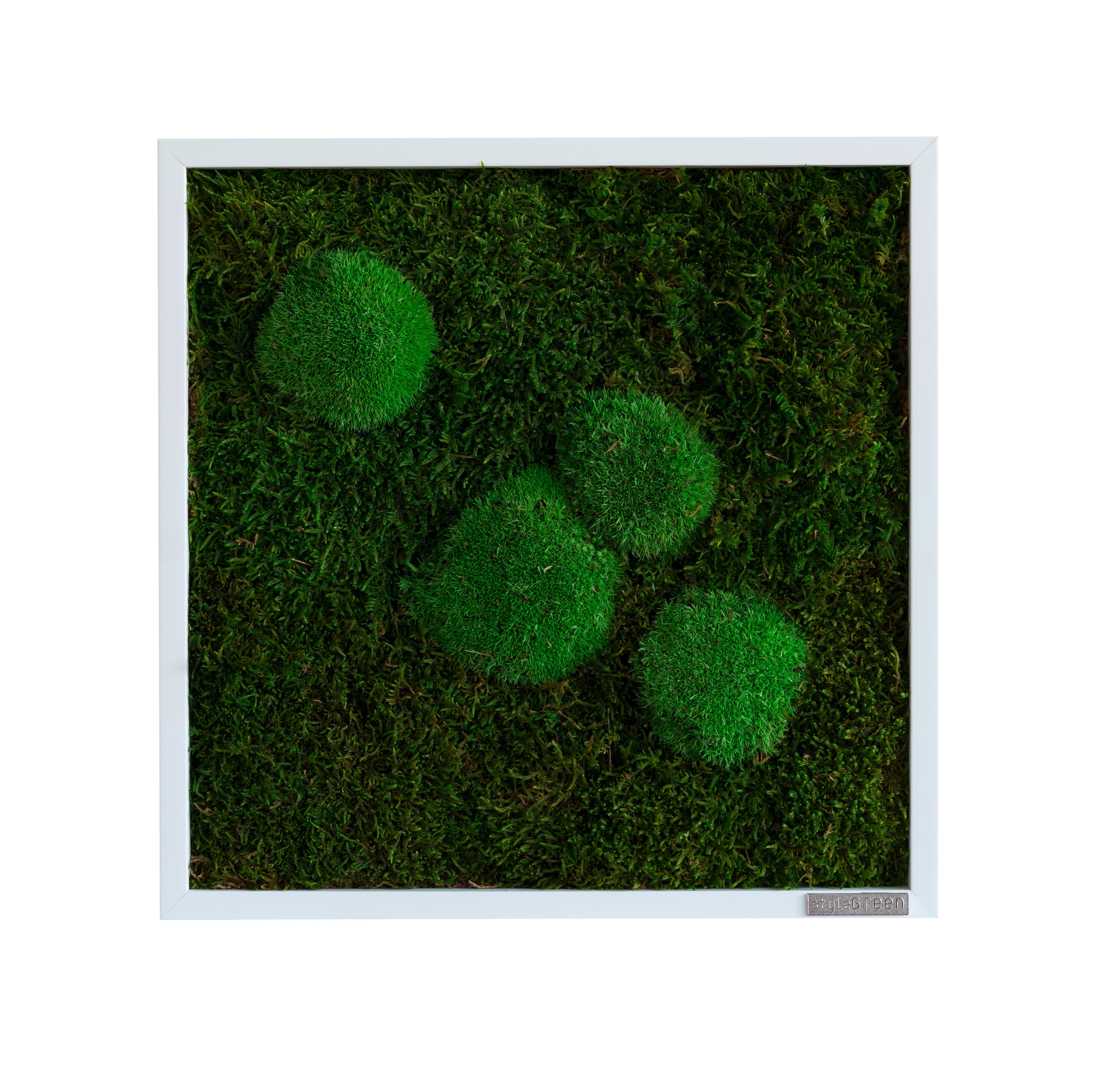 Machový obraz, rastliny - biela/zelená, Basics, drevo/prírodné materiály (35/35/6cm)