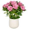 Kunstpflanze Pink Grün Creme B: 27 cm - Pink/Creme, Basics, Kunststoff (27/77/27cm)