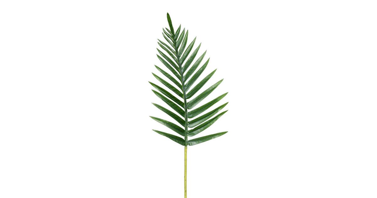Palmwedel » Angebot entdecken