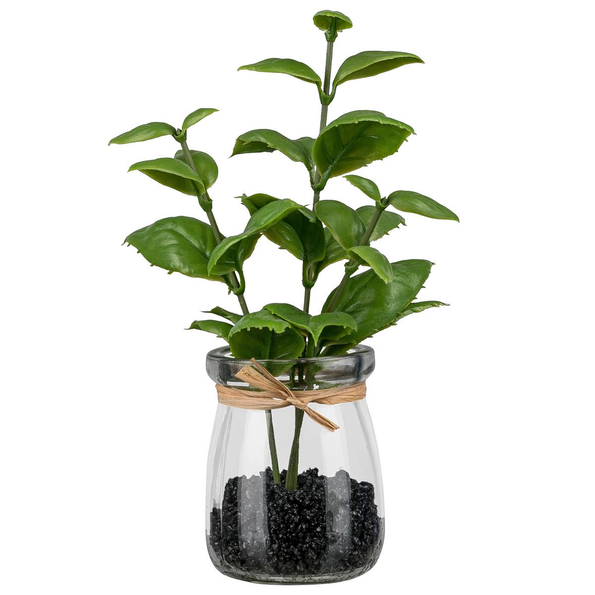 Umělá rostlina BASILIKUM II - zelená/čiré, Konvenční, plast/sklo (18cm) - Mömax