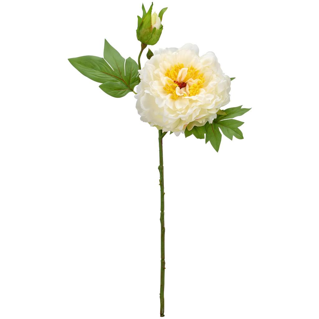 Päonie weiss, ca. 56 cm