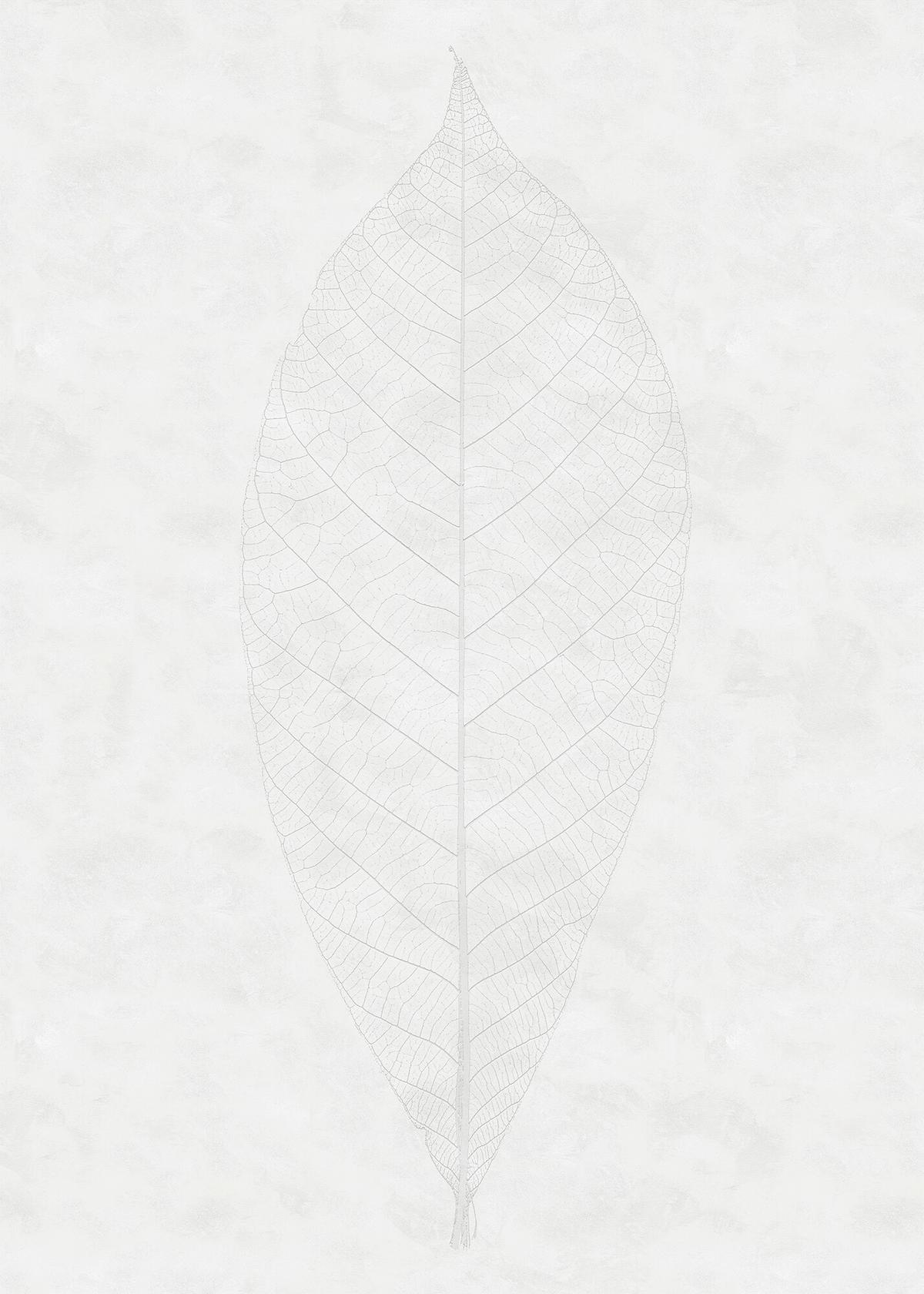Fototapete Decent Leaf - Weiß/Grau, Trend (200/280cm)