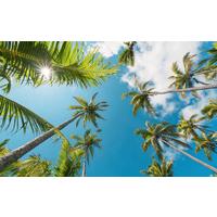 Fototapete Coconut Heaven Ii - Multicolor, Trend, Textil (450/280cm)