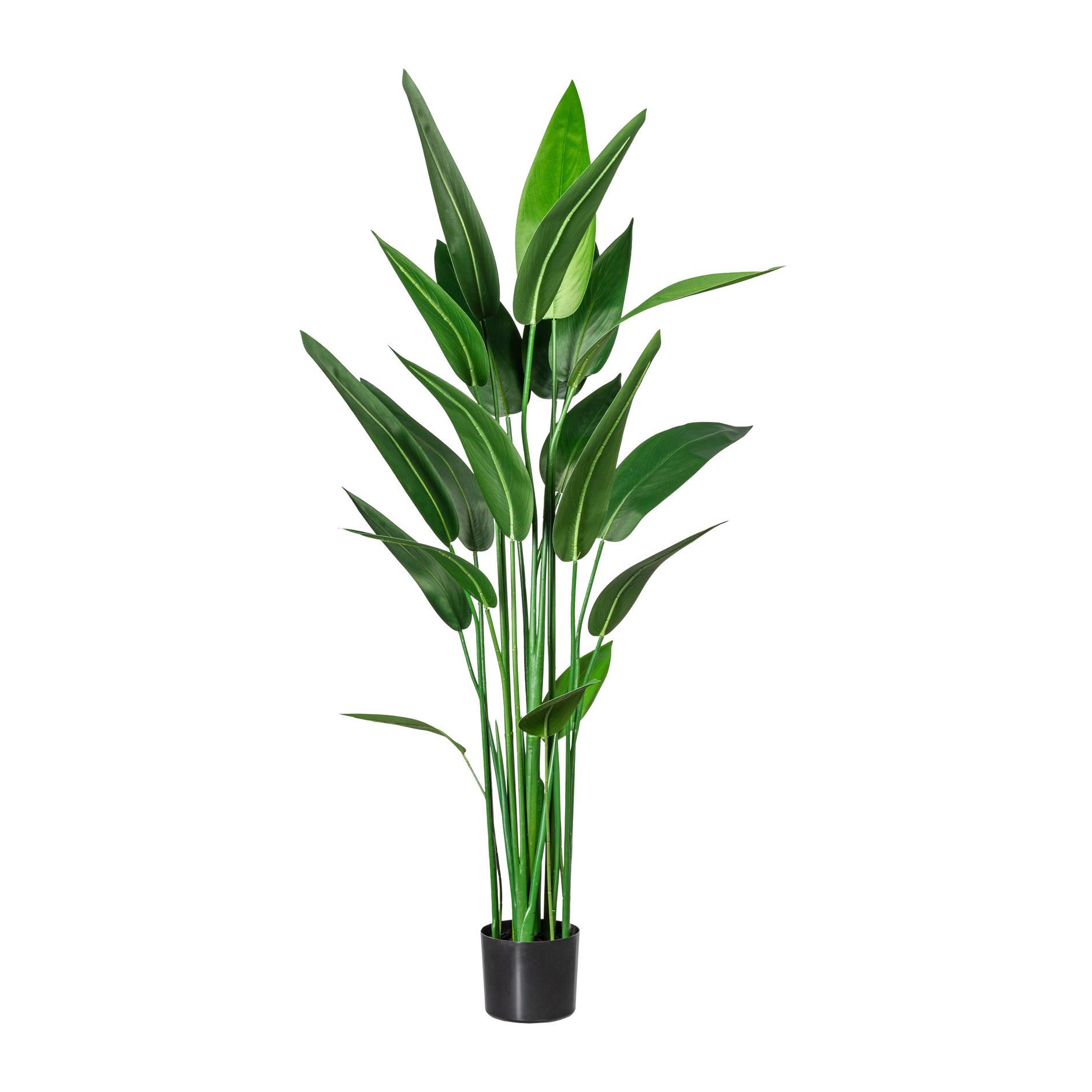 Kunstpflanze Wassercanna H: 140 cm - Schwarz/Grün, Design, Kunststoff (140cm) - P & B