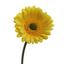 Gerbera Gelb - Gelb/Grün, KONVENTIONELL, Kunststoff/Textil (50cm)