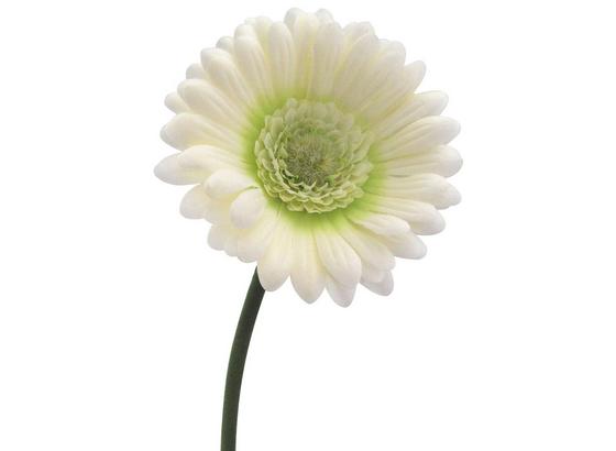Kunstblume L: 50 cm - Creme/Grün, KONVENTIONELL, Kunststoff/Textil (50cm) Kunstblume L: 50 cm - Creme/Grün, KONVENTIONELL, Kunststoff/Textil (50cm)