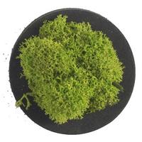 Moosbild Grün B: 4 cm - Schwarz/Grün, Basics, Naturmaterialien/Holz (4/4/3,5cm)