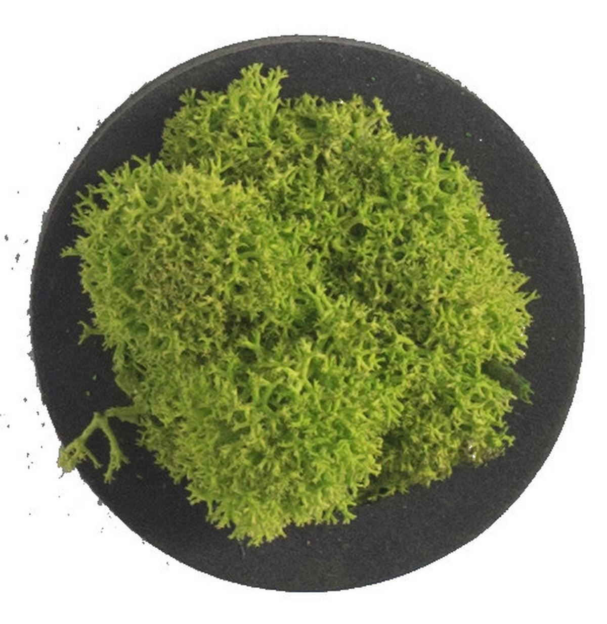 Moosbild Grün B: 4 cm - Schwarz/Grün, Basics, Naturmaterialien/Holz (4/4/3,5cm)