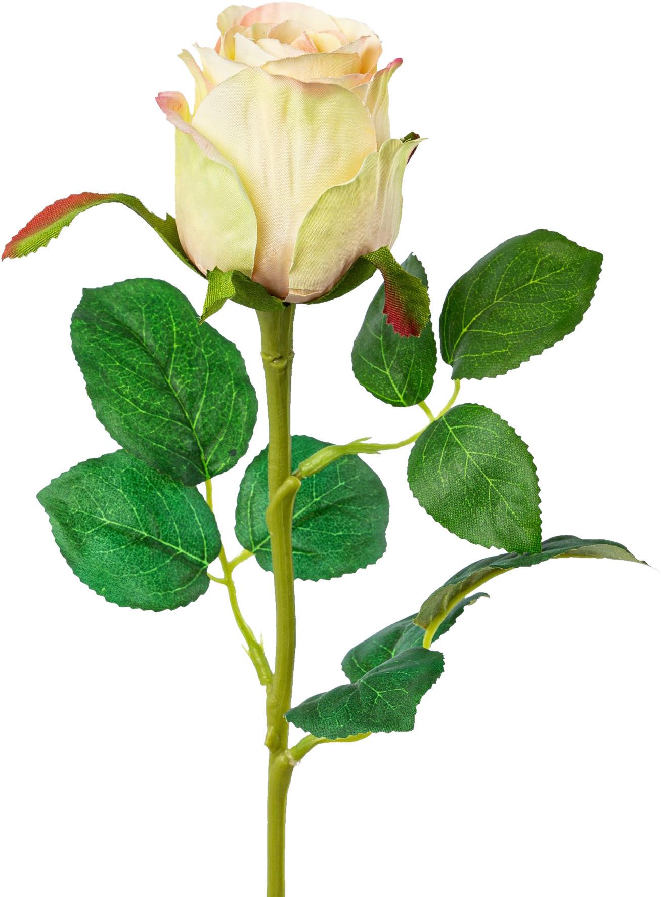 Kunstpflanze Rose Creme/ Grün L: 51 cm Carima - Creme/Grün, KONVENTIONELL, Kunststoff (51cm)