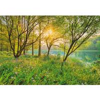 Fototapete 8-524 - Grün, Natur, Papier (368/254cm) - Komar