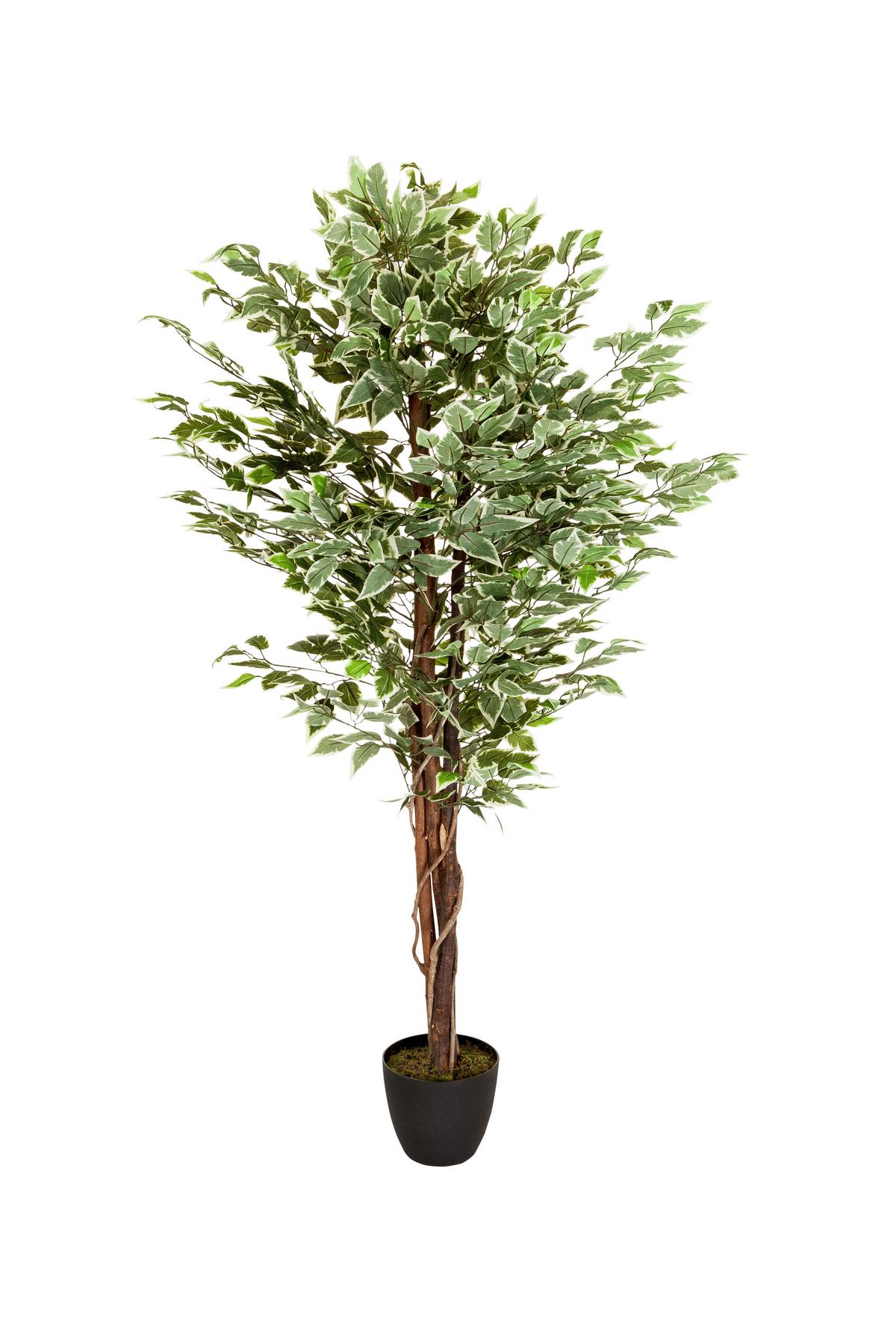 Kunstpflanze Ficus - Schwarz/Braun, Basics, Kunststoff (80/165/80cm) - MID.YOU