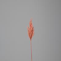 Pampas Wedel rosa - Rosa, MODERN, Kunststoff (83cmcm)