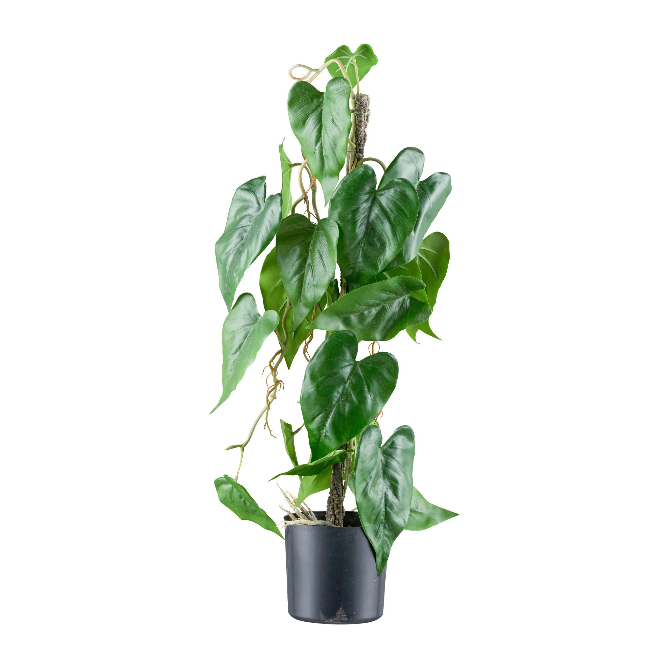 Kunstpflanze Anthurie H: 66 cm - Schwarz/Braun, Design, Kunststoff (66cm) - P & B