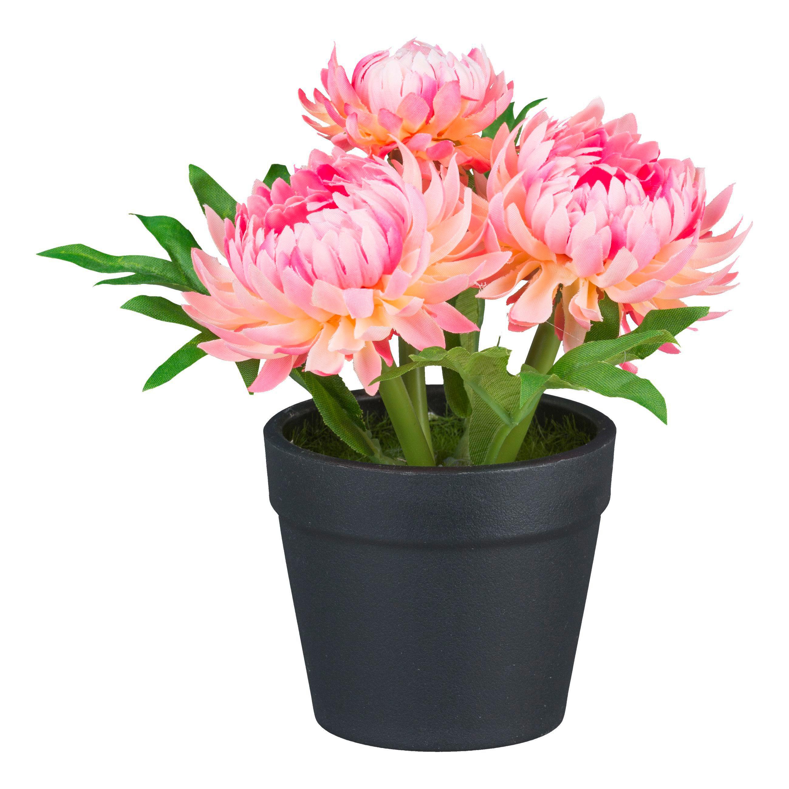 Kunstpflanze Strohblumen - Pink/Grün, Basics, Kunststoff (14cm)