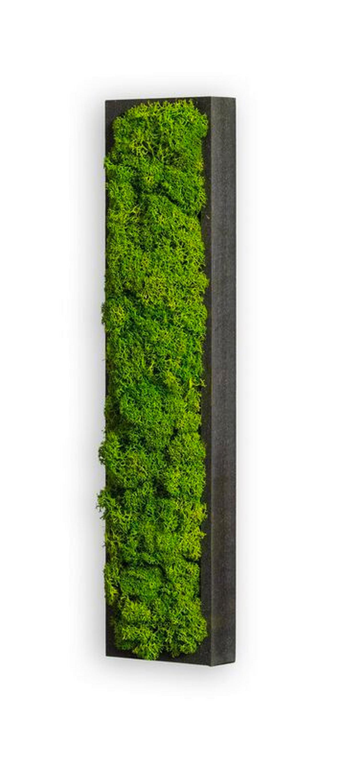 Moosbild Grün B: 26 Cm - Schwarz/Grün, Basics, Naturmaterialien/Holz (26/6/4cm)