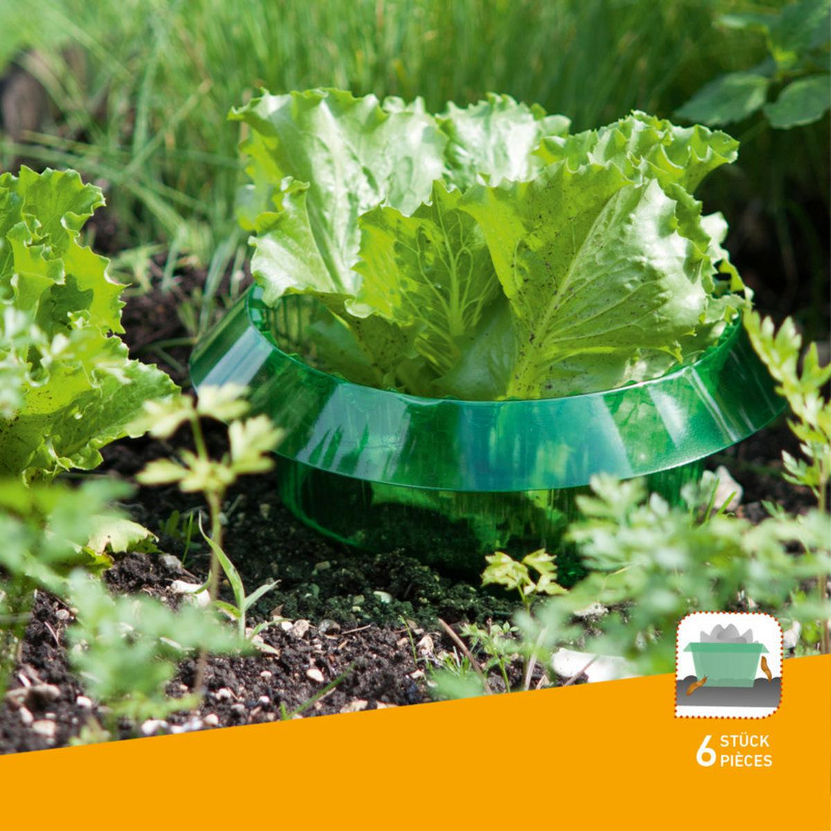 Schnecken-Abwehrband Schnecken-Schutzring 6stk. - Grün, Basics, Kunststoff (23/11/23cm) - Windhager