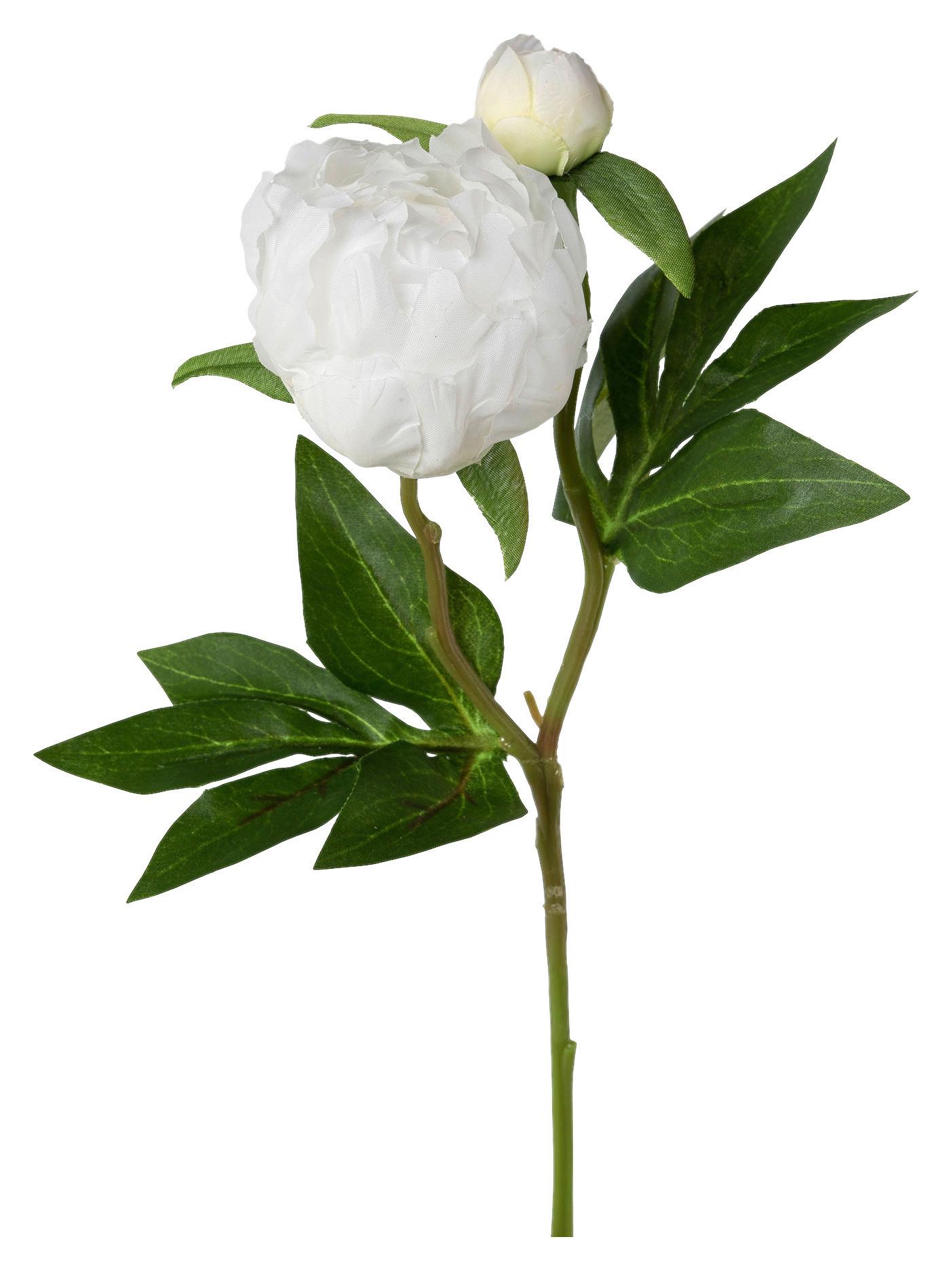 Umelý kvet pivonka PEONIE I -PAZ- - biela/zelená, Basics, kov/textil (46cm) - Mömax