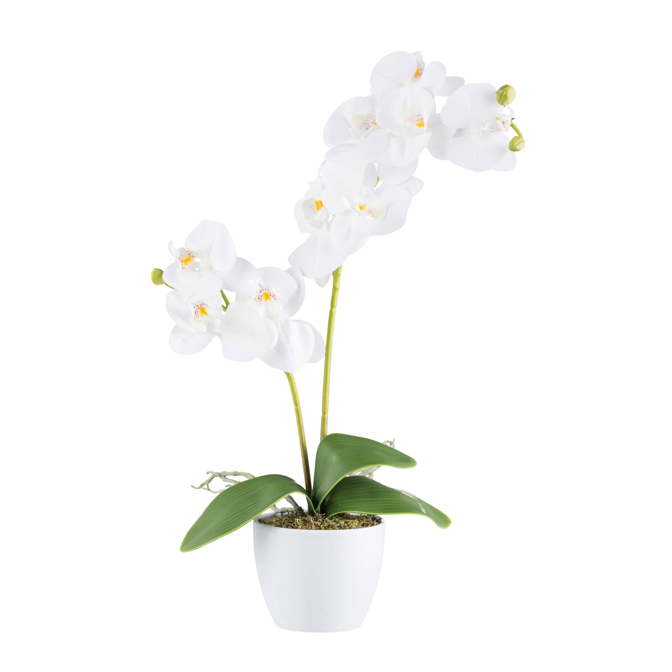 Kunstpflanze Orchideen Grün/Weiß, 57 cm - Weiß/Grün, Design, Keramik/Kunststoff (57cm) - P & B