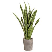 Kunstpflanze Sukkulenten Grün, 60 cm - Grau/Grün, Design, Kunststoff/Stein (60cm) - P & B