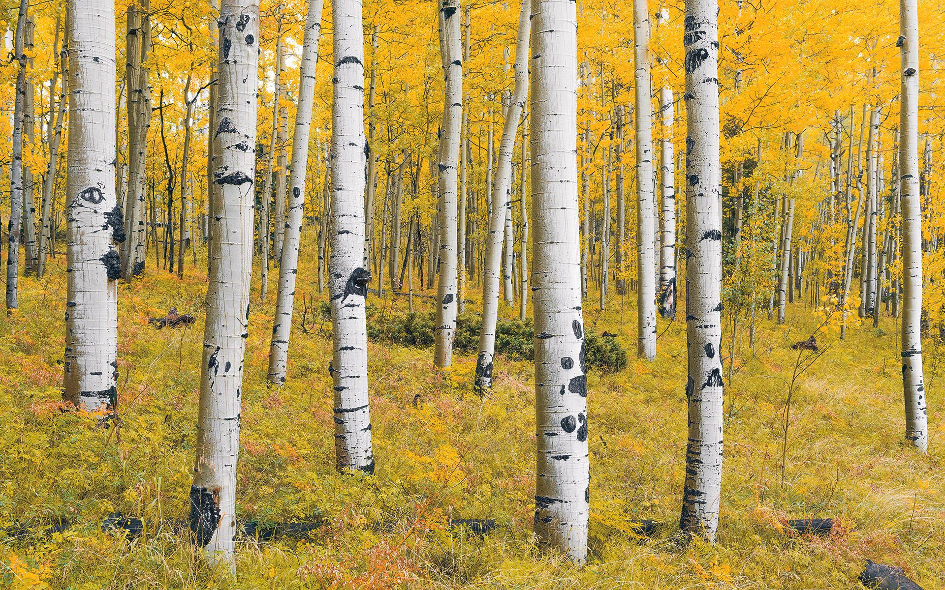 Vliestapete Sh069-Vd4 Orange Forest - Natur (400/250cm)