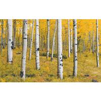 Vliestapete Sh069-Vd4 Orange Forest - Natur (400/250cm)