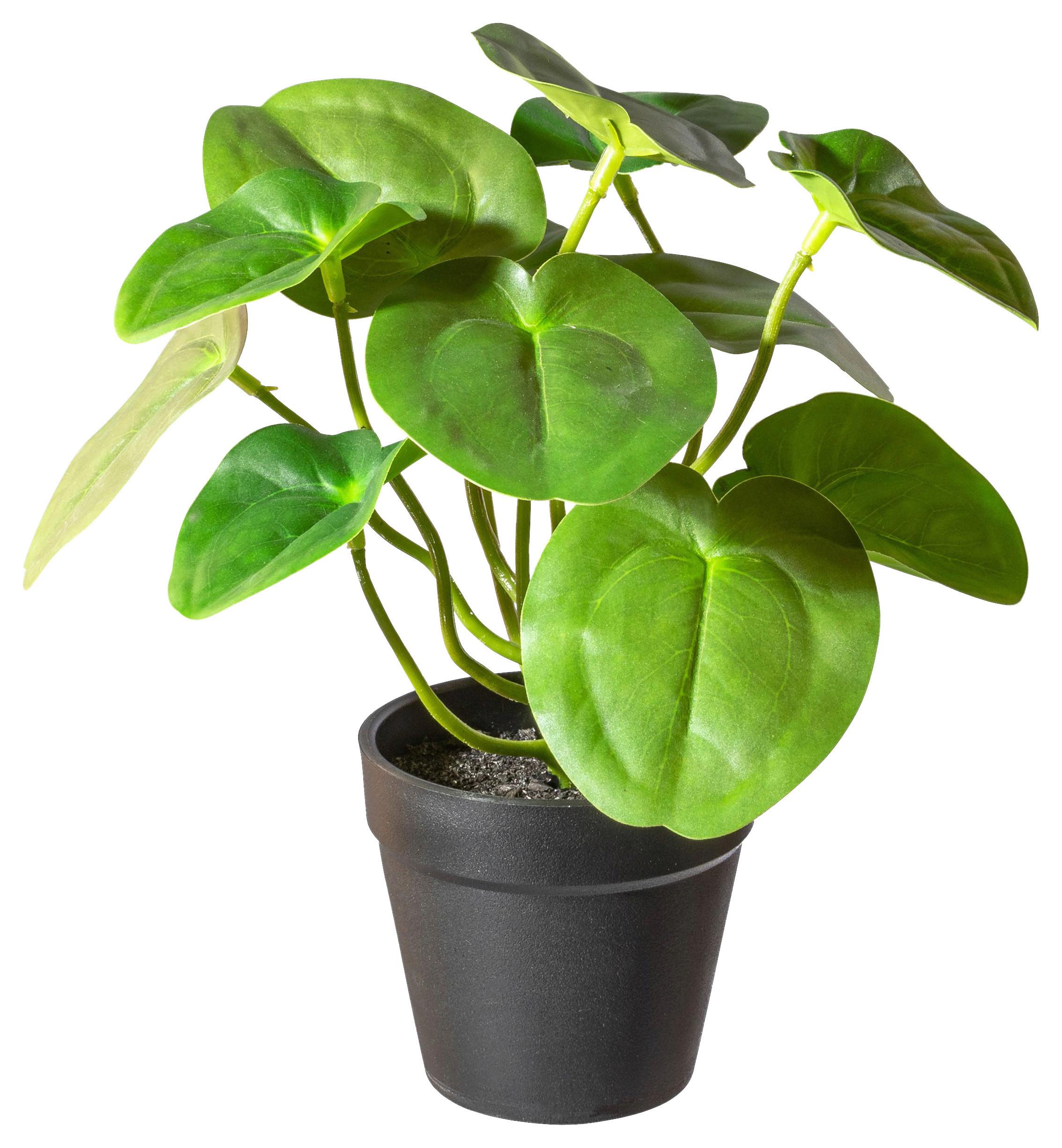 Umelá rastlina V: 21cm - hnedá/čierna, Basics, plast (21cm) - Modern Living