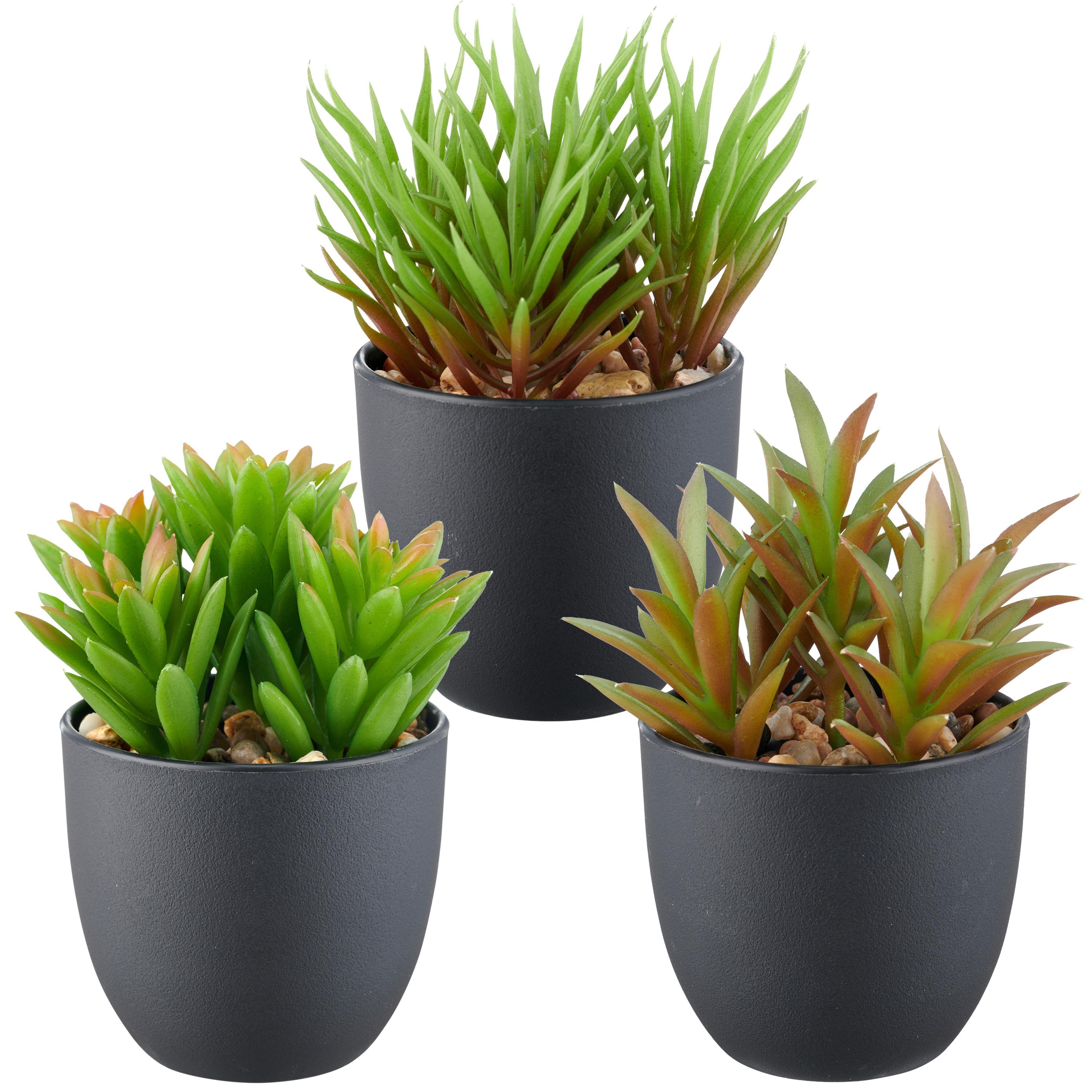 Umělá rostlina SUKKULENTE II - černá/zelená, Konvenční, plast (13cm) - Mömax