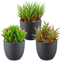 Umělá rostlina SUKKULENTE II - černá/zelená, Konvenční, plast (13cm) - Mömax