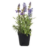 Umelý kvet levanduľa LAVENDEL II -PAZ- - lila/čierna, Basics, kov/plast (25cm) - Mömax