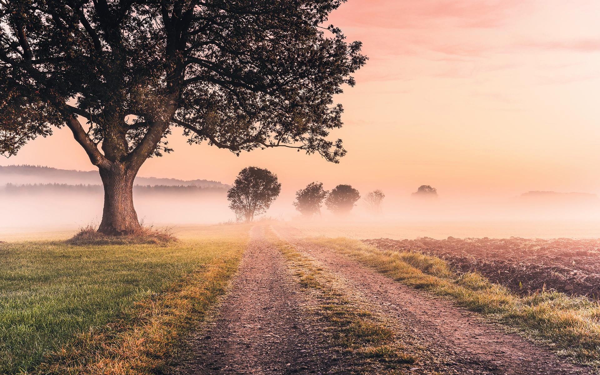 Vliestapete Sh068-Vd4 Misty Morning - Natur (400/250cm)