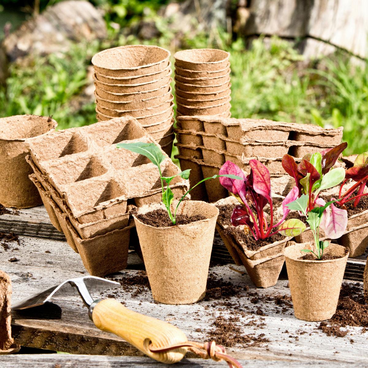 Anzuchttopf 07746 Anzucht-Toepfe 6cm - Braun, Basics, Papier (6/19,5/6cm) - Windhager