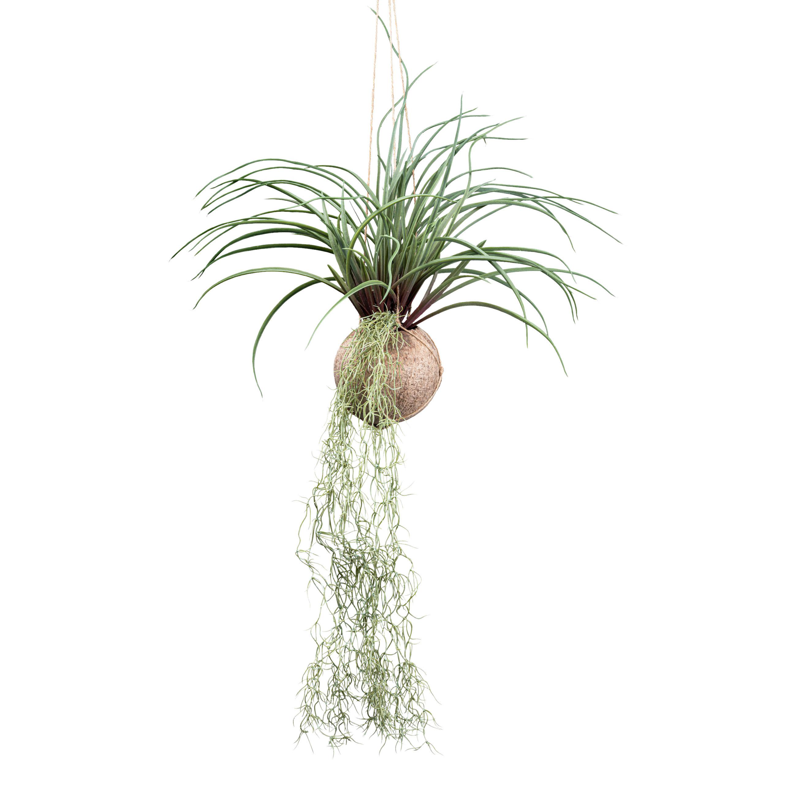 Umelá rastlina Tilandsie, V: ca. 72cm - zelená, Basics, plast (72cm) - Modern Living