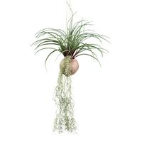 Umělá rostlina Tilandsie, V: ca. 72cm - zelená, Basics, plast (72cm) - Modern Living