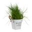 Kvetináč Fleur De Paris - biela, Romantický / Vidiecky, kov (15cm) - Mömax modern living Kvetináč Fleur De Paris - biela, Romantický / Vidiecky, kov (15cm) - Mömax modern living
