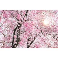 Vliestapete Bloom - Braun/Rosa, Basics (400/260cm) - Komar