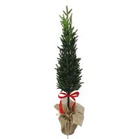 Karácsonyfa Silke Magasság Kb. 75cm - fekete/zöld, Konventionell, műanyag (12/75cm) - Luca Bessoni