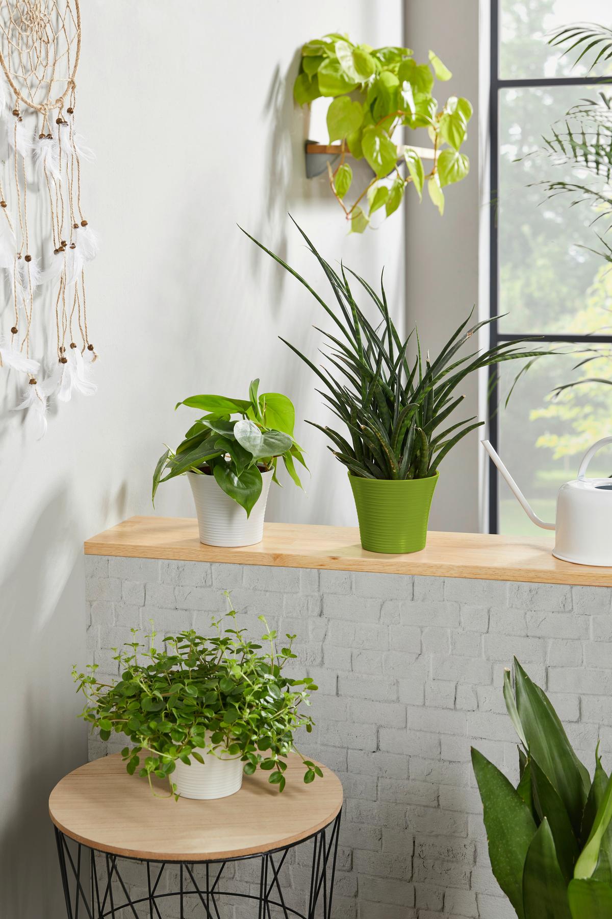 Übertopf Agneta - Salbeigrün/Hellgrau, KONVENTIONELL, Keramik (12/10,2cm) - Luca Bessoni