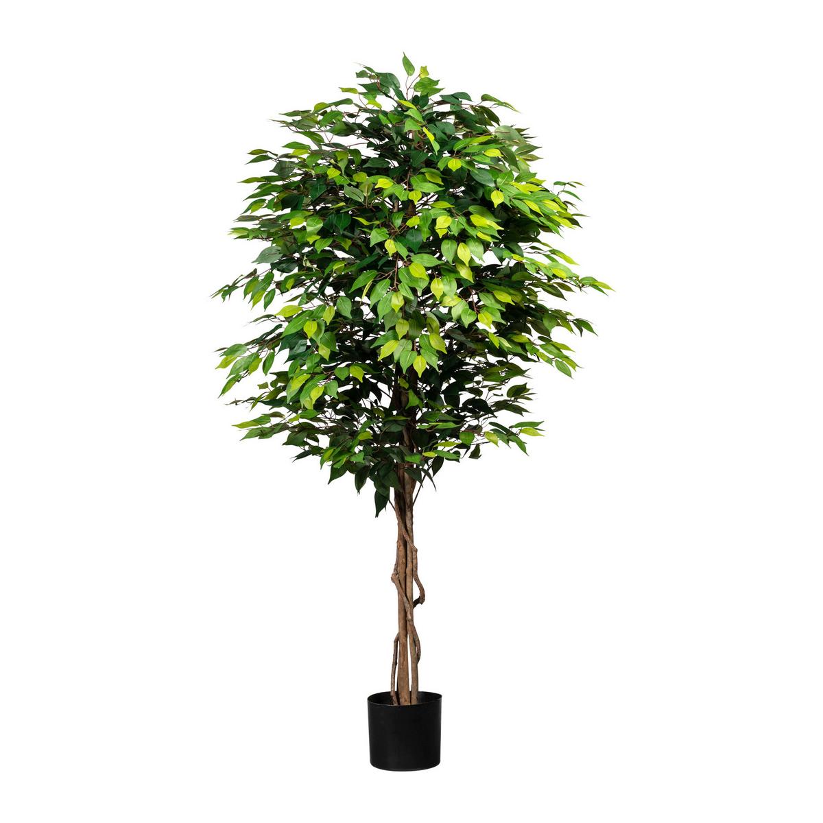 Kunstpflanze Ficus Benjamina Grünpflanzen - Schwarz/Braun, Design, Naturmaterialien/Kunststoff (180cm) - P & B