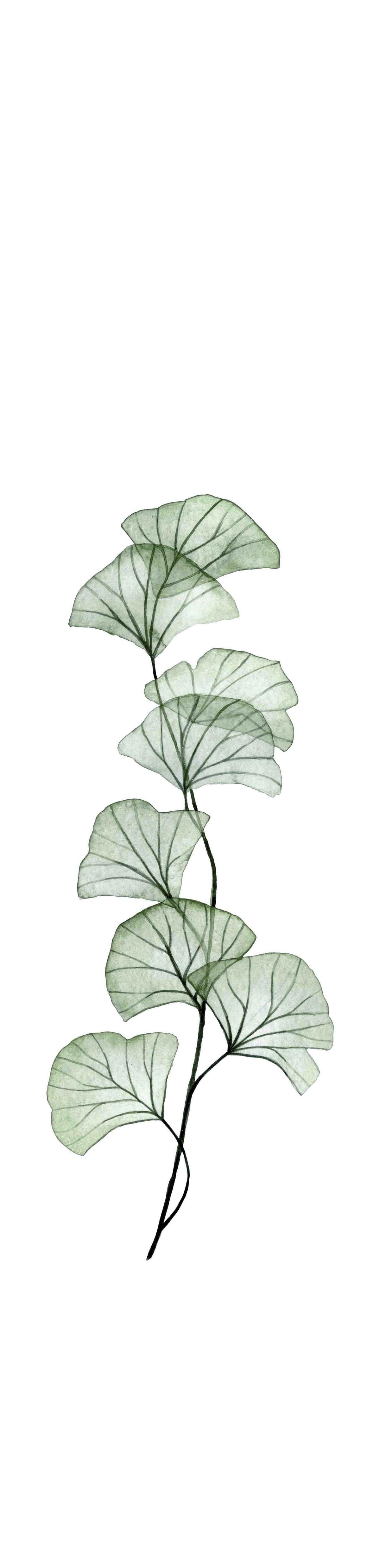 Flächenvorhang Berto - Salbeigrün, Natur, Textil (60/260cm)