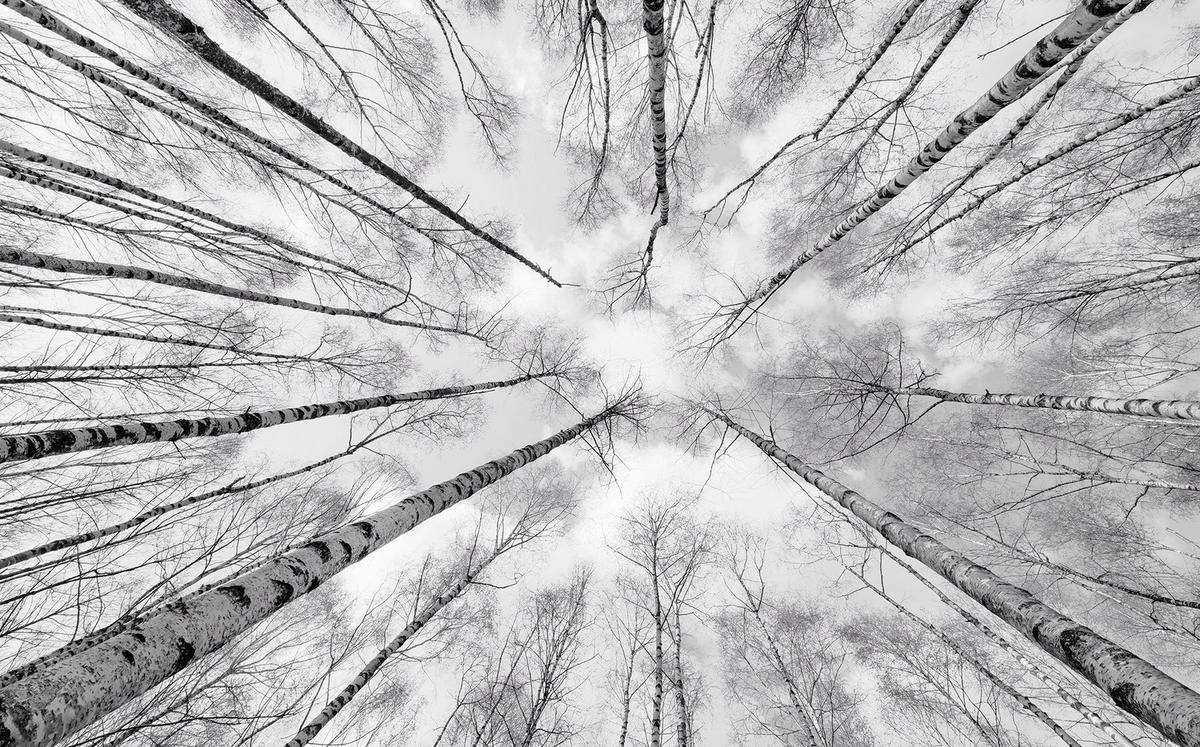 Fototapete Weiss-Blau - Schwarz/Weiß, Trend, Textil (450/280cm)