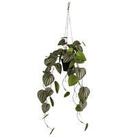 Umelá rastlina ZWERGPFEFFER, V: 85 cm - čierna/zelená, Konventionell, plast (85cm) - Mömax